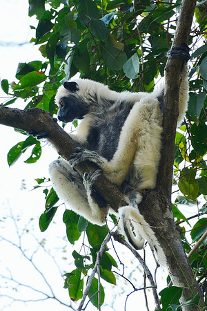 Decken's sifaka (Propithecus deckenii), Tsingy de Bemaraha National Park