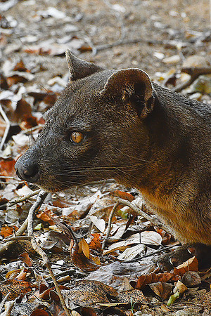 Fossa (Cryptoprocta ferox), Kirindy Reserve
