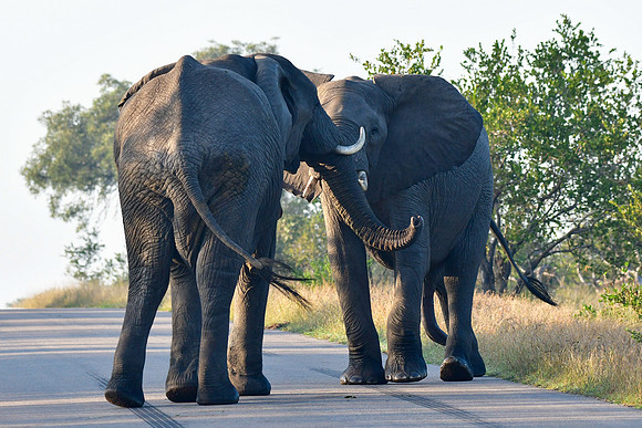 Elephant encounter (Photo 1 of 5)