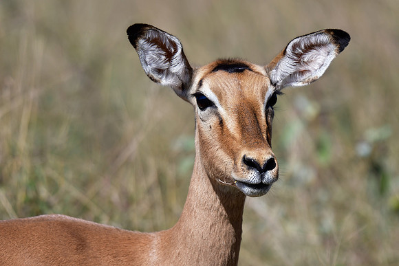 Impala (female)