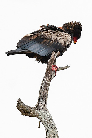Bateleur