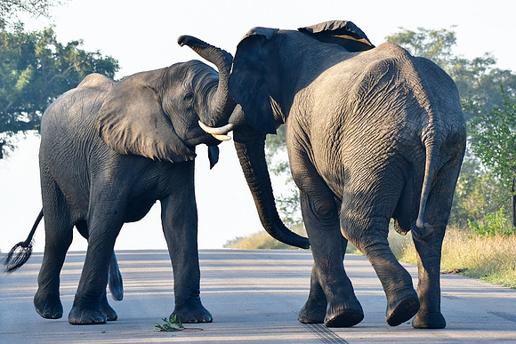 Elephant encounter (Photo 5 of 5)