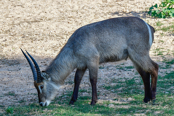 Waterbuck (young male)