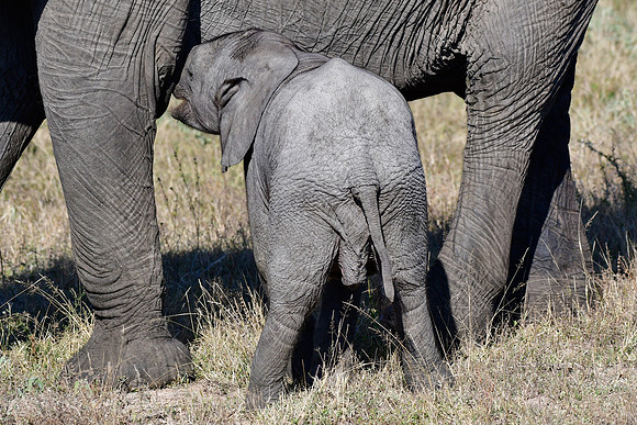 Elephant mother and calf