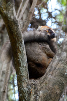 Red-fronted lemur (Eulemur rufus) near the entrance to Maki Canyon, Isalo National Park