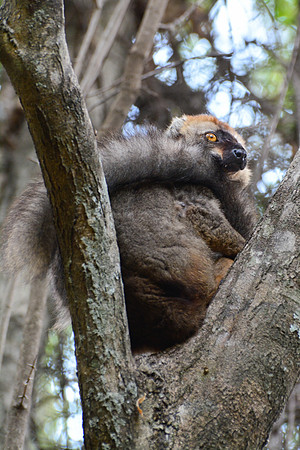 Red-fronted lemur (Eulemur rufus) near the entrance to Maki Canyon, Isalo National Park