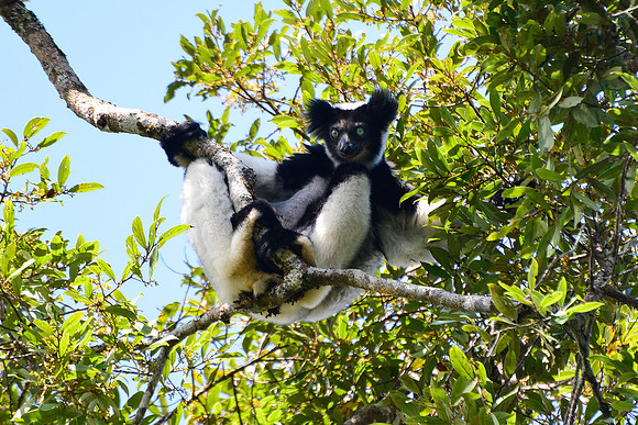 Indri (Indri indri) Andasibe-Mantadia National Park