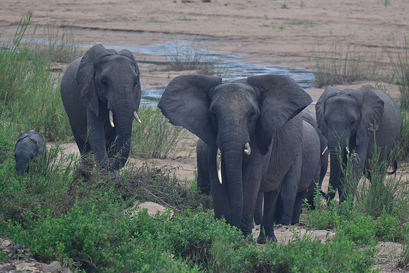 A herd of elephants (mothers and calves)