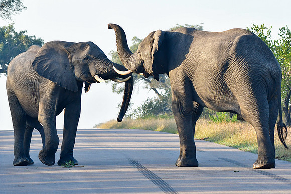 Elephant encounter (Photo 4 of 5)