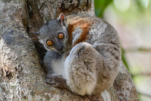 Randrianasolo's sportive lemur (Lepilemur randrianasoloi), Tsingy de Bemaraha National Park