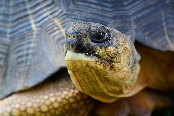 Radiated tortoise (Astrochelys radiata) in the garden of a restaurant in Ilakaka