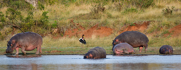 Hippotamuses and saddle-billed stork