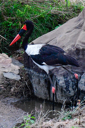 Saddle-billed stork