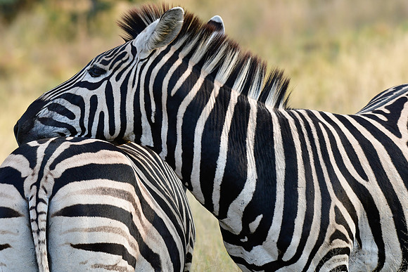 Burchell's zebra
