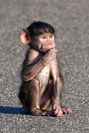 Baby chacma baboon
