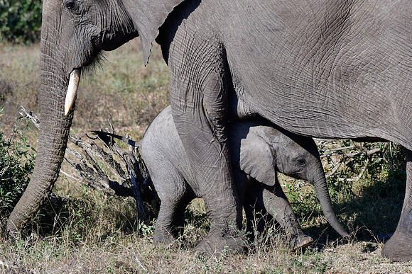 Elephant mother and calf