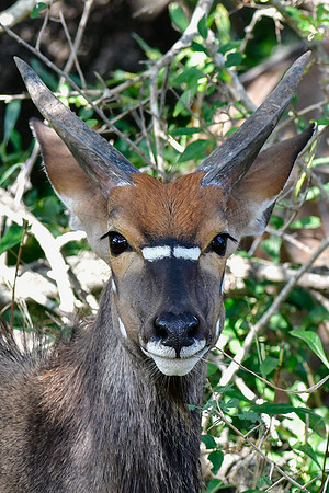 Nyala (male)