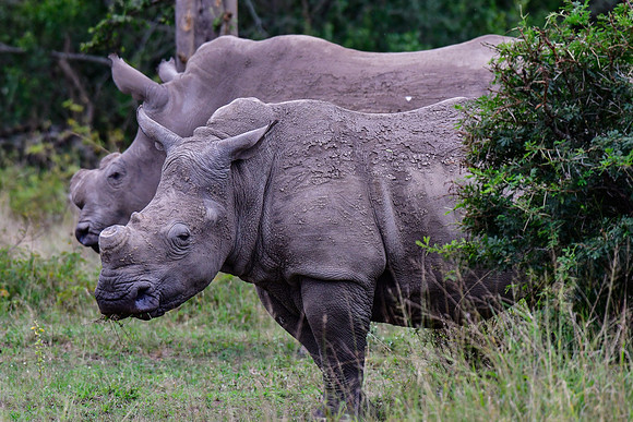White rhinoceros