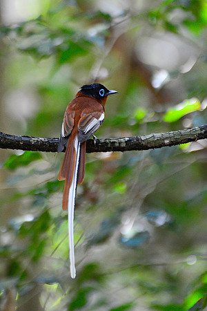 Male Malagasy paradise flycatcher (Terpsiphone mutata), Tsingy de Bemaraha National Park