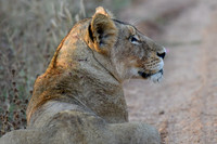 Lioness