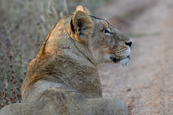 Lioness