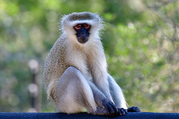 Vervet monkey