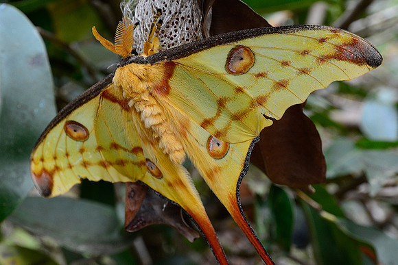 Comet moth (Argema mittrei), Peyriéras Reserve