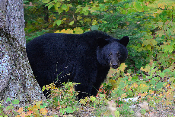 Black bear on Freeland Lake
