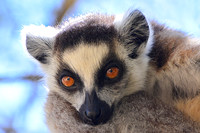 Ring-tailed lemur (Lemur catta) in Namaza Canyon, Isalo National Park