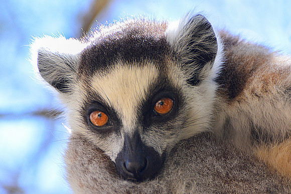 Ring-tailed lemur (Lemur catta) in Namaza Canyon, Isalo National Park