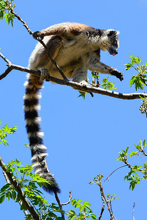Ring-tailed lemur (Lemur catta) in Namaza Canyon, Isalo National Park