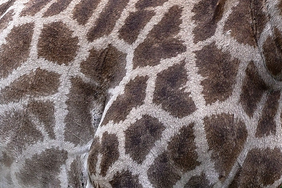 A giraffe's spots