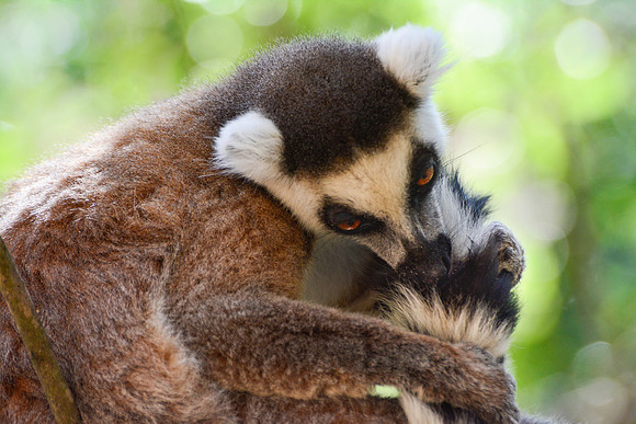 Ring-tailed lemur (Lemur catta) in Namaza Canyon, Isalo National Park