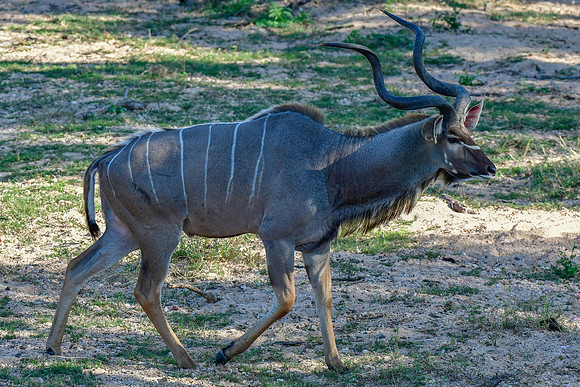 Greater kudu (male)