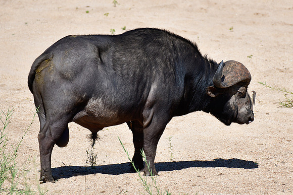 African buffalo