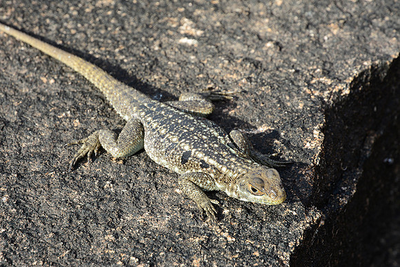 Dumeril's Madagascar swift (Oplurus quadrimaculatus), Andringitra National Park