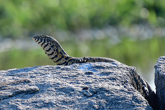 Nile monitor