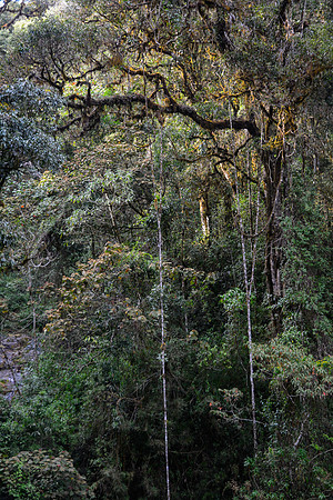 The forest of the Imaitso Circuit, Andringitra National Park