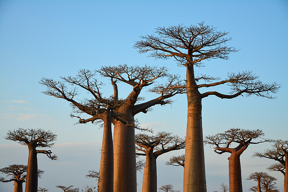 Avenue of the Baobabs