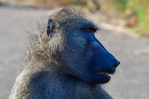 Chacma baboon (male)