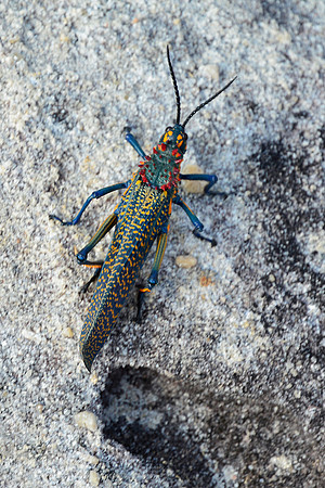 Rainbow milkweed locust (Phymateus saxosus), Isalo National Park