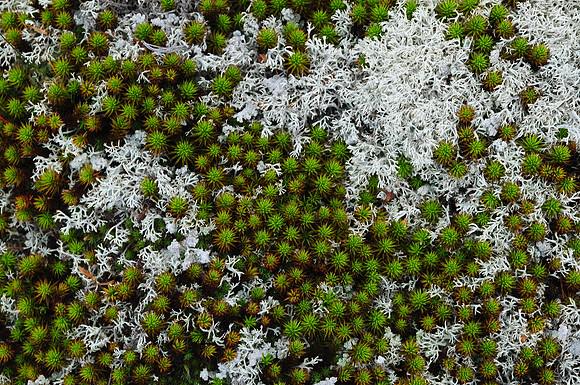 Lichen