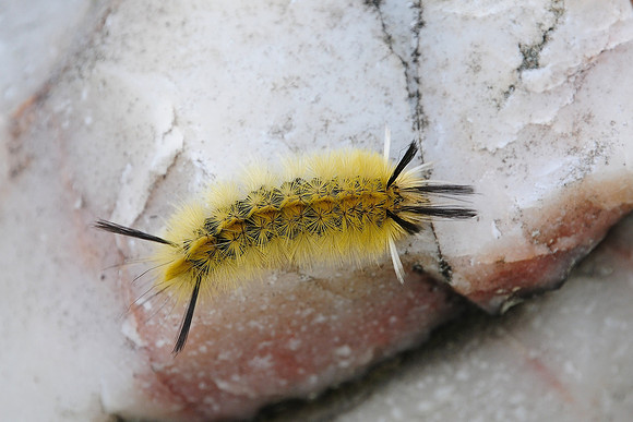 Caterpillar