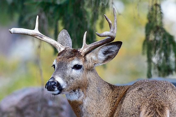 White-tailed deer