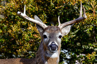 Toronto Wildlife - Mammals