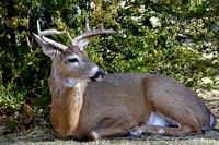 White-tailed deer