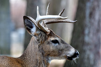 White-tailed deer