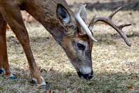 White-tailed deer