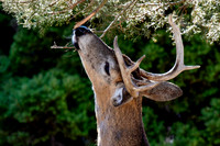 White-tailed deer