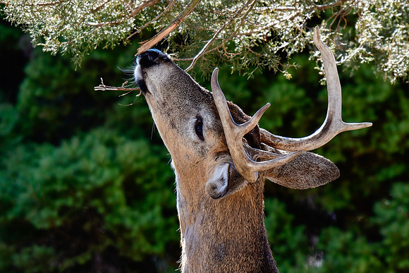 White-tailed deer